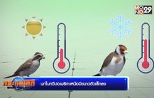 นกในทวีปอเมริกาเหนือมีขนาดตัวเล็กลง