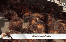 ไม่นำเข้าปาล์มน้ำมันเพิ่ม