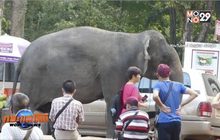 กัมพูชาเตรียมยกเลิกขี่ช้างเที่ยวนครวัดปีหน้า