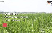 หญ้าเนเปียร์ ปลูกง่าย ขายคล่อง ไม่ต้องดูแลเยอะ
