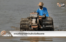 ชาวนาถือฤกษ์ดีหว่านข้าววันพืชมงคล