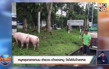 หมูหลุดกลางถนน ตำรวจ-เจ้าของหมู วิ่งไล่จับโกลาหล