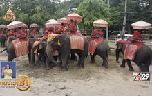 สั่งย้ายปางช้างอยุธยาฯ พ้นโบราณสถานใน 30 วัน