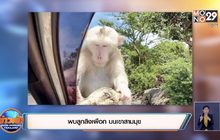 พบลูกลิงเผือก บนเขาสามมุข