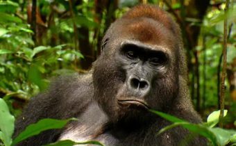 Wild Moment – Tradition 2