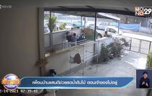 เพื่อนบ้านแสนดี ช่วยรดน้ำต้นไม้ ตอนเจ้าของไม่อยู่