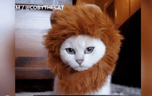 ลูกแมว โคบี้ ขวัญใจชาวเน็ต