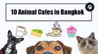 10 Animal Cafes in Bangkok