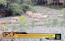 ปิดภูหลวงหลังพบช้างป่าก้าวร้าวอันตรายกับนักท่องเที่ยว