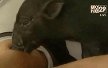 หมูป่าแสนรู้ นวดคลายเส้นให้เจ้าของ