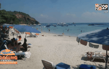 พัทยาเตรียมจับลิงกัดเด็กรัสเซีย