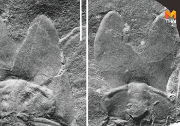 นักวิทย์จีนพบฟอสซิล ‘ไทรโลไบต์’ 500 ล้านปี หน้าตาประหลาด