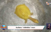 อินเดียพบ “เต่าสีเหลือง” หายาก