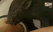 หมูป่าแสนรู้ นวดคลายเส้นให้เจ้าของ