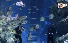 SEA LIFE Bangkok ยันยังดูแลสัตว์น้ำอย่างดี แม้ปิดอควาเรียม