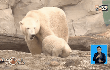 สวนสัตว์เยอรมนีเปิดตัวลูกหมีขาววัย 4 เดือน