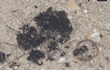 เรียกร้องตรวจสอบก้อนน้ำมันชายหาด จ.สงขลา