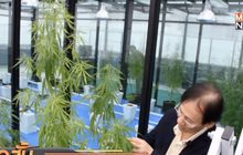 ม.รังสิต ทดลองปลูกกัญชาทางการแพทย์