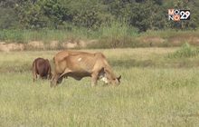 ฝนทิ้งช่วงนานกระทบนาข้าว จ.นครราชสีมา