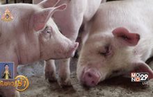 เวียดนามฆ่าหมู 2.5ล้านตัว เหตุอหิวาต์ระบาด