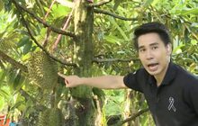 สวนทุเรียนนนท์
