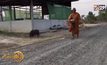 ฮือฮา! พบหมูแสนรู้เดินตามพระสงฆ์บิณฑบาตร