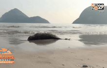พบซากโลมาเกยหาดสามร้อยยอด จ.ประจวบคีรีขันธ์