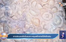 ชาวประมงตรังจับแมงกะพรุนสร้างรายได้หลักแสน