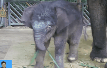 ลูกช้างไทยในไนท์ซาฟารี สิงคโปร์
