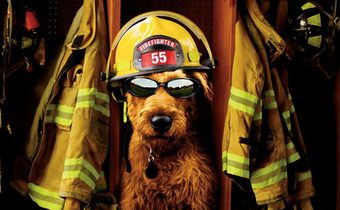 Firehouse Dog ยอดคุณตูบ ฮีโร่นักดับเพลิง