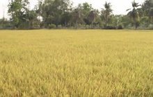 ข้าวไทยเผชิญสารพัดความท้าทาย