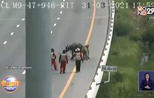 นายฮ้อยจำเป็น! ไล่จับควาย 3 ตัวหลุดบนมอเตอร์เวย์