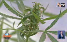 ครม. มีมติ “กัญชง” ถูกกฎหมาย