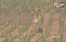 “พาณิชย์”ยืนยันต่างชาติเช่าที่ปลูกกล้วยผิด กม.