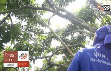 รับจ้างแต่งกิ่งมะม่วงหารายได้เสริม