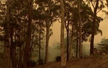 ระดมทุนดับไฟป่าออสเตรเลีย ยอดพุ่ง 420 ล้านบาท