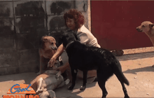 ครูใจบุญแบ่งเงินเดือนซื้ออาหารเลี้ยงสุนัขจรจัด กว่า 15 ปี