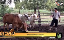 โรคปากเท้าเปื่อยระบาดในวัว