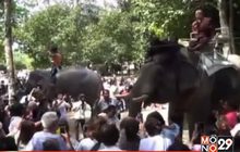 ชาวนคร จัดเลี้ยงบุฟเฟ่ต์ช้าง