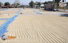 ชาวนาเหนือร้องข้าวเปลือกหอมมะลิราคาตก