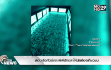 สอบเรือทัวร์เกาะพีพีดักปลาให้นักท่องเที่ยวชม