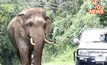 ระทึก “พลายงาทอง” โผล่ขวางทาง นทท.-ถอยรถหนีวุ่น