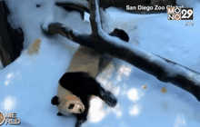 แพนด้าเล่นหิมะในสวนสัตว์สหรัฐฯ