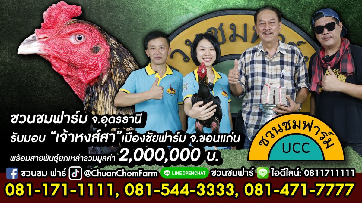 ชวนชมฟาร์ม จ.อุดรธานี รับมอบ “เจ้าหงส์สา” เมืองชัยฟาร์ม ยกเหล่า 2 ล้าน Chao-Hong-Sa valued 2 million baht stands as another main cock at Chuan-Chom Farm