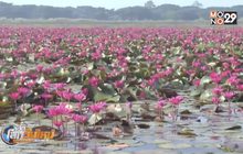 เที่ยวชมทุ่งบัวแดงกว๊านพะเยา แหล่งท่องเที่ยวใหม่