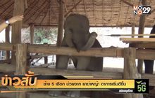 ช้าง 5 เชือก ป่วยจาก ยาฆ่าหญ้า อาการเริ่มดีขึ้น