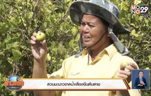 สวนมะนาวขาดน้ำเสี่ยงยืนต้นตาย