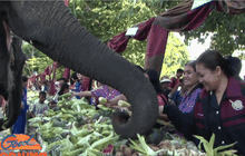 เลี้ยงอาหารช้าง ทำลายสถิติเดิม