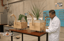 เปรูพัฒนาการสร้างพลังงานจากพืชและดิน