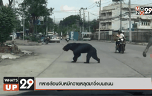 ทหารต้อนจับหมีควายหลุดมาวิ่งบนถนน